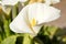 Closeup shot of a beautiful white aroid flower under sunlight