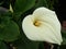 Closeup shot of beautiful white calla lily