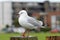 Closeup shot of a beautiful white European herring gull standing on a wood on blurred background