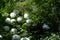 Closeup shot of beautiful white snowball flowers growing in the garden