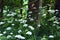 Closeup shot of beautiful Wild carrots under the sunlight