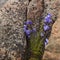 Closeup shot of beautiful wild harebell flowers growing among the rocks