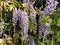 Closeup shot of a beautiful Wisteria flowering plant