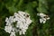 Closeup shot of a beautiful Yarrow flower and bees standing on it on the blurred background