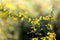 Closeup shot of beautiful yellow Baptisia tinctoria flowers growing in the garden