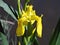 Closeup shot of a beautiful yellow crimson columbine flower on a blurred background