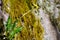 Closeup shot of a beautiful yellow flower growing on a tree trunk covered with moss