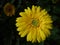 Closeup shot of a beautiful yellow Transvaal Daisy also known as African Daisy
