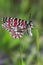 Closeup shot of a beautiful zerynthia rumina butterfly on blurred background