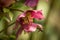 Closeup shot of a bee buzzing around apink hellebore flower