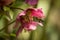 Closeup shot of a bee buzzing around a pink hellebore flower