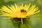 Closeup shot of bee drone pollinating at bright elecampane flowers