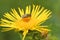 Closeup shot of bee drone pollinating at bright elecampane flowers