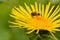 Closeup shot of bee drone pollinating at bright elecampane flowers