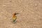Closeup shot of a Bee-eater bird standing on a dirt ground
