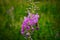 Closeup shot of bee on a fireweed flower