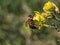 A closeup shot of a bee on a yellow wildflower