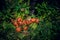 Closeup shot of beet growing in the soil