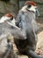 Closeup shot from behind of two Cherry-crowned Mangabeys scratching each other