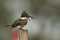 Closeup shot of a belted kingfisher bird sitting on a piece of wood with blurred background