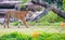 Closeup shot of a Bengal tiger walking in an animal sanctuary and moaning