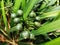 Closeup shot of the berries of a yellow-wood family plant captured in Malaga, Spain