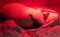 Closeup shot of a big armadillo under a red heat lamp in its habitat