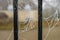 Closeup shot of a big spider web in detail hanging from two metal rods