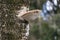 Closeup shot of birch tinder fungus attached to the tree bark