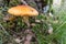 Closeup shot of a birch webcap growing in a forest next to a tree