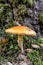 Closeup shot of a birch webcap growing in a forest next to a tree