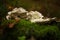 Closeup shot of bjerkandera adusta fungus growing on moss.