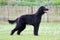 Closeup shot of a black Afghan Hound dog standing in a field with open mouth