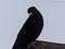 Closeup shot of a black Alpine chough perched on a metal surface