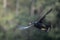 Closeup shot of a black Anhinga bird flying against the isolated background