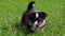 Closeup shot of a black Australian Shepherd puppy walking on the green grass