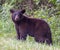 Closeup shot of the black bear in the woods