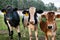 Closeup shot of black and brown Jersey calves in the farmland