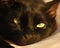 Closeup shot of a black cat (Felis catus) with green eyes