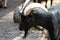 Closeup shot of a black goat with  huge horns on a blurred background