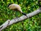 Closeup shot of black-heated Malagasy sacred ibis