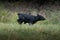 Closeup shot of a black Holstein Friesian calf running in the field