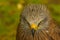 Closeup shot of a black kite fierce face with a bokeh background