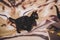 Closeup shot of a black kitten on an animal-printed bed sheet