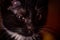 Closeup shot of a black kittens face