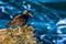 Closeup shot of a Black oystercatcher sitting on a rocky shore