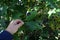 Closeup shot of a black patch on the leaves of the maple.