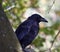 Closeup shot of a black raven on a blurred background