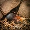 Closeup shot of a black and rufous elephant shrew in a zoo