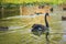 Closeup shot of a black swan and mallards swimming in a still pond by green water plants